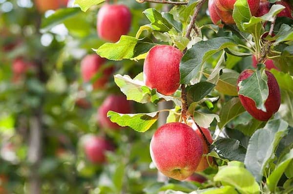 تصویر 2 از قیمت خرید سیب گالا + فروش ویژه