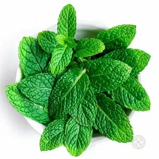 تصویر 4 از خرید عرق نعنا + قیمت فروش استثنایی