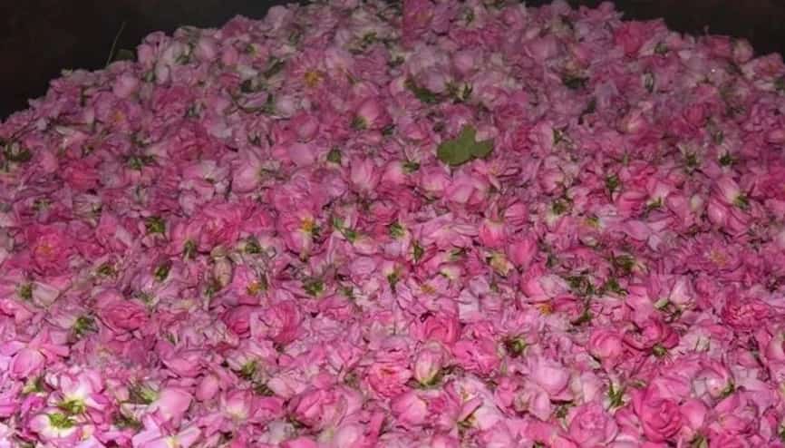 تصویر 4 از قیمت خرید گلاب غلیظ با فروش عمده
