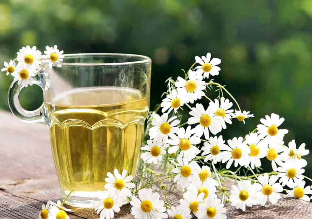 تصویر 5 از خرید و فروش عصاره گیاه دارویی بابونه کوهی با شرایط فوق العاده