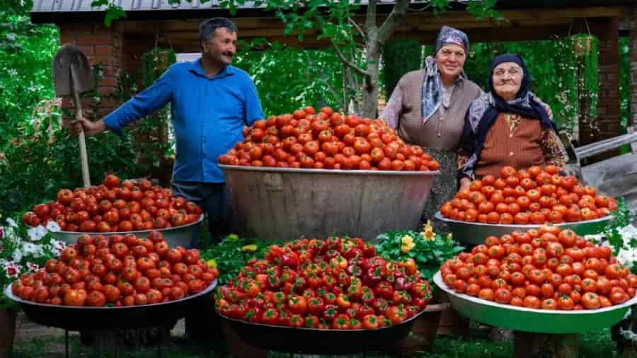 تصویر 2 از قیمت خرید رب گوجه فرنگی خانگی + فروش ویژه