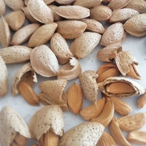 تصویر 3 از قیمت خرید بادام مامایی  با فروش عمده