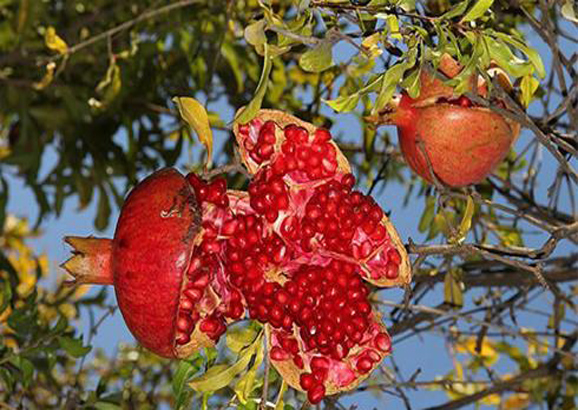 فروش انار شکسته