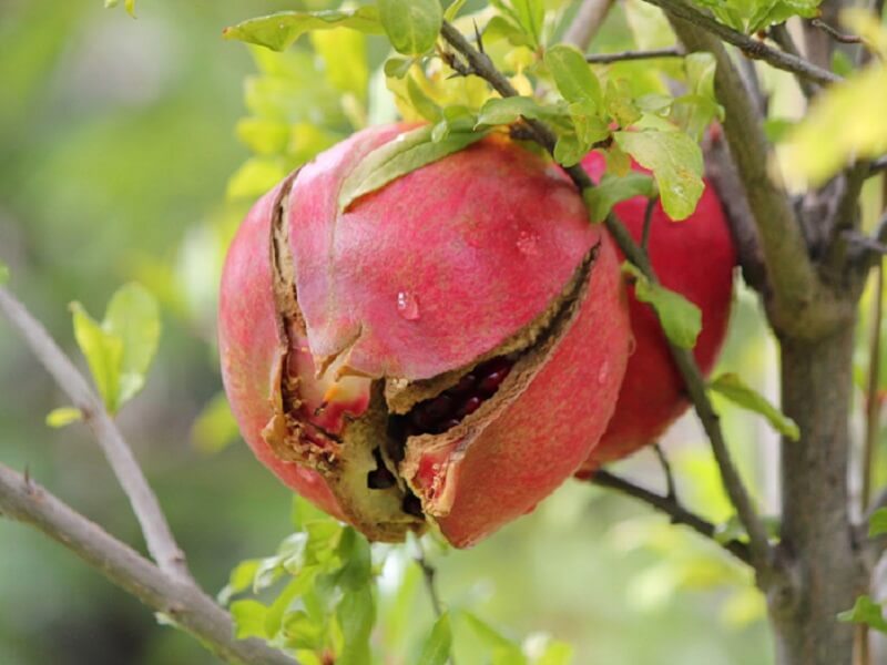 خرید انار شکسته