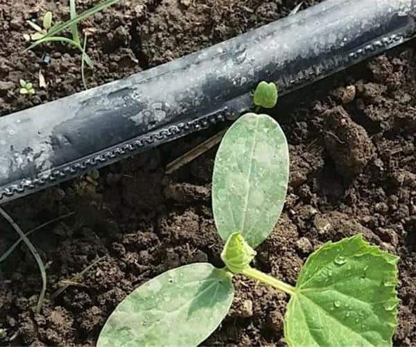 تصویر 4 از خرید و فروش نوار تیپ کشاورزی اصفهان با شرایط فوق العاده