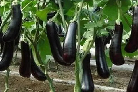 قیمت بادمجان قلمی گلخانه ای + خرید باور نکردنی