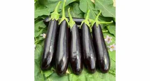 قیمت خرید بادمجان قلمی ورامین + فروش ویژه