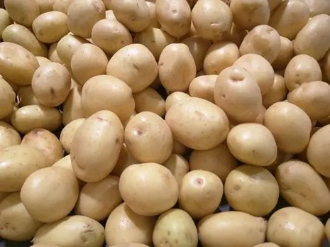 تصویر 4 از خرید و قیمت سیب زمینی راشیدا سبدی + فروش صادراتی