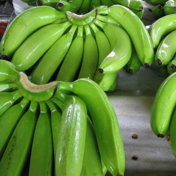 فروش موز سبز