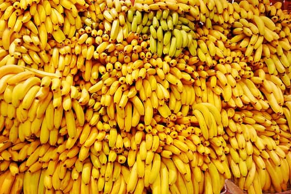 تصویر 3 از خرید و قیمت موز تازه + فروش عمده
