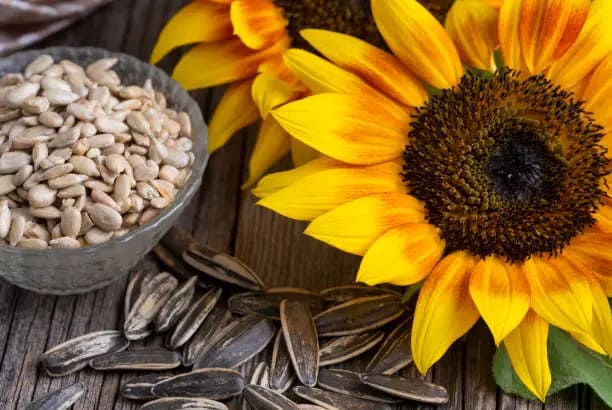 تصویر 2 از قیمت خرید تخمه آفتابگردان فله ای + فروش ویژه