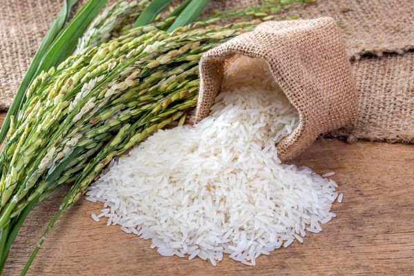 تصویر 4 از خرید و قیمت برنج چمپا فوق ممتاز + فروش عمده