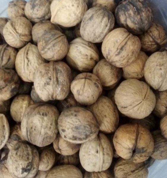تصویر 6 از خرید و قیمت عمده گردو با پوست آذربایجان مستقیم از باغدار + با قیمت به صرفه