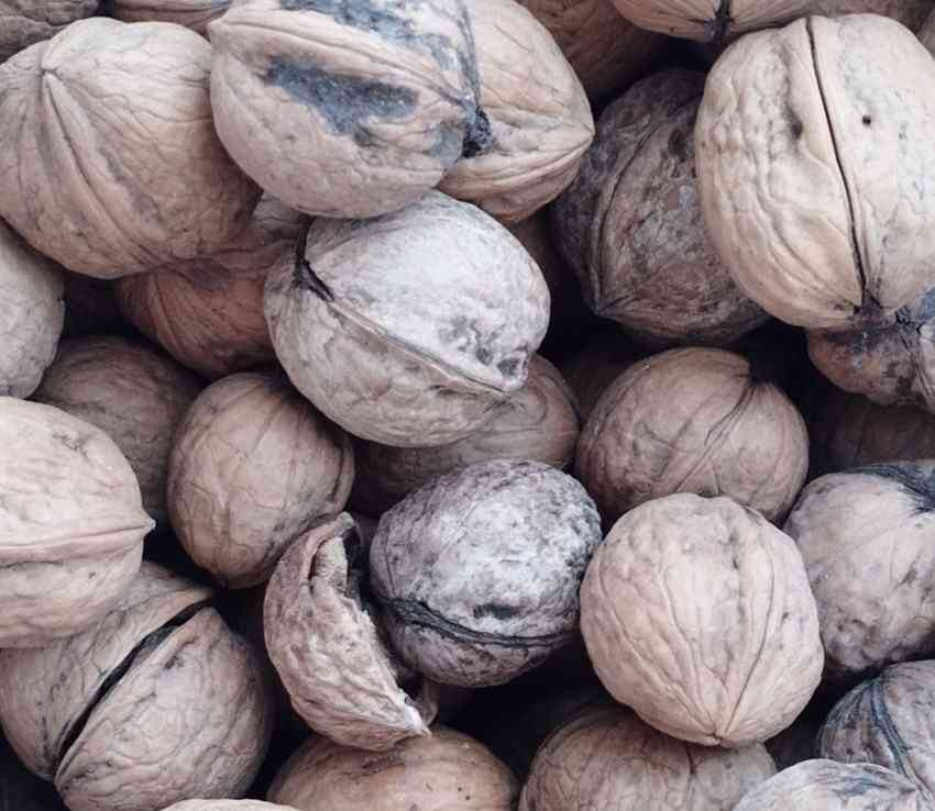تصویر 1 از فروش عمده گردو با پوست کاغذی آذرشهر مستقیم از باغدار + با قیمت استثنایی