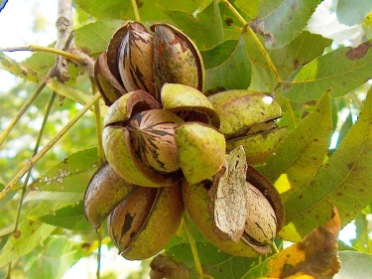 تصویر 3 از فروش عمده نهال گردو پکان معتدله + تضمین خرید محصول