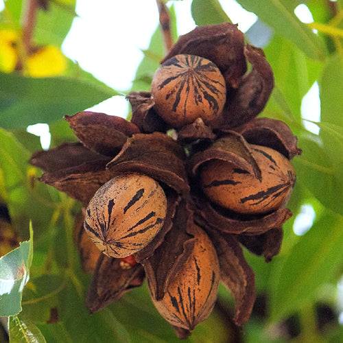 تصویر 2 از فروش عمده نهال گردو پکان معتدله + تضمین خرید محصول