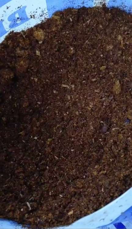 تصویر 1 از فروش عمده انواع نهال بلوبری پیوندی + بستر کشت و کود مناسب
