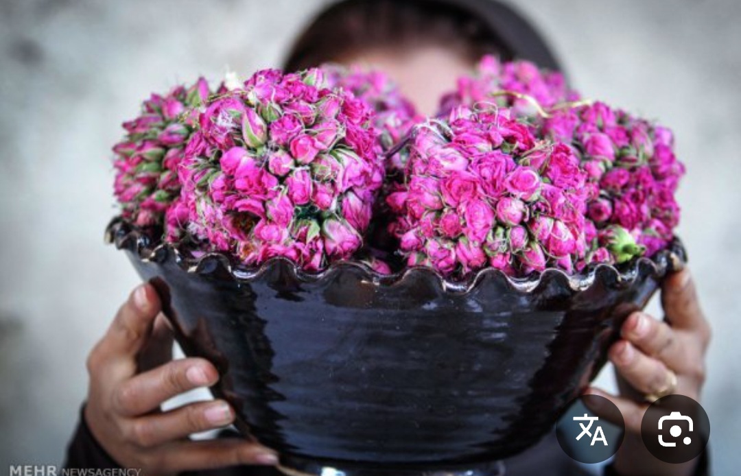 فروش ویژه غنچه گل محمدی ممتاز از کاشان و شیراز