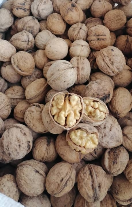 تصویر 3 از خرید و قیمت عمده گردو با پوست سوزنی ارگانیک اسکو آذربایجان مستقیم از کشاورز + با قیمت مناسب