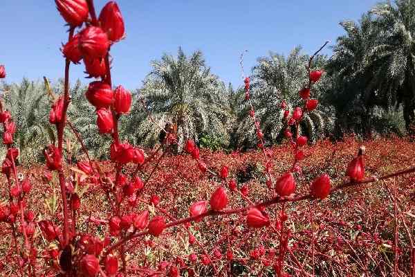 تصویر 1 از فروش عمده چای ترش ایرانی + رنگ طعم و خاصیت در یک فنجان صادراتی