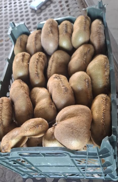 میوه کیوی