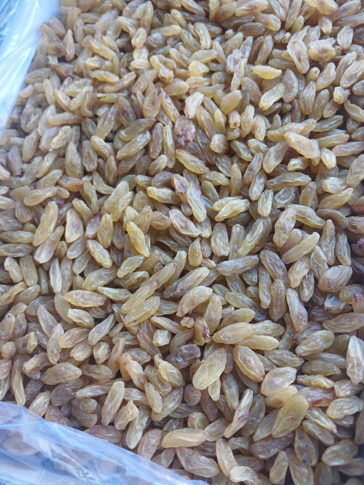 تصویر 1 از کشمش زرد طلایی + فروش عمده