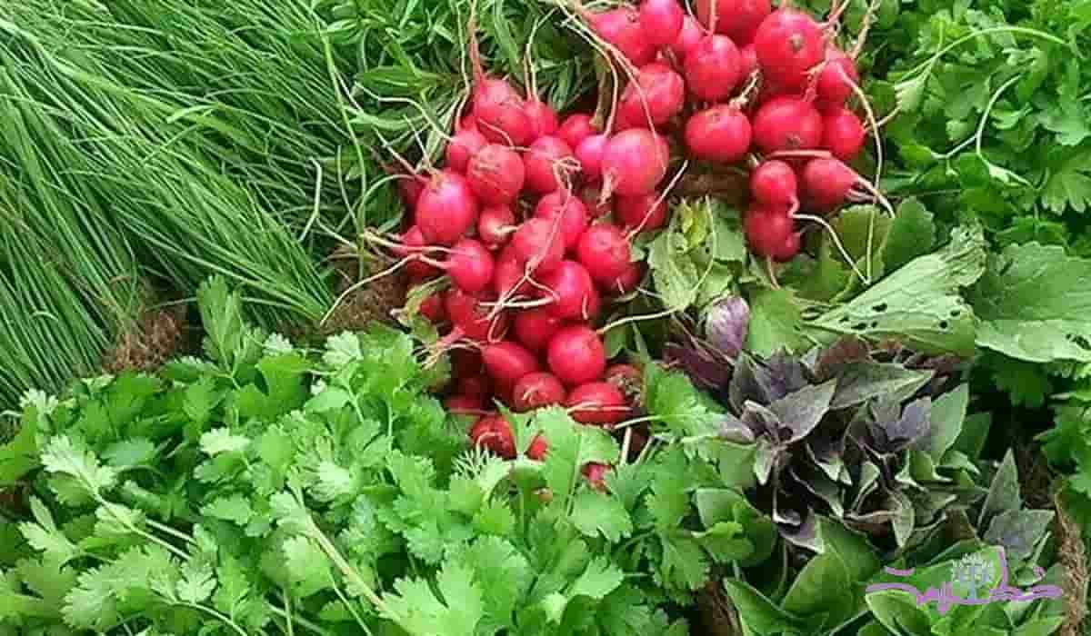 سبزی تره