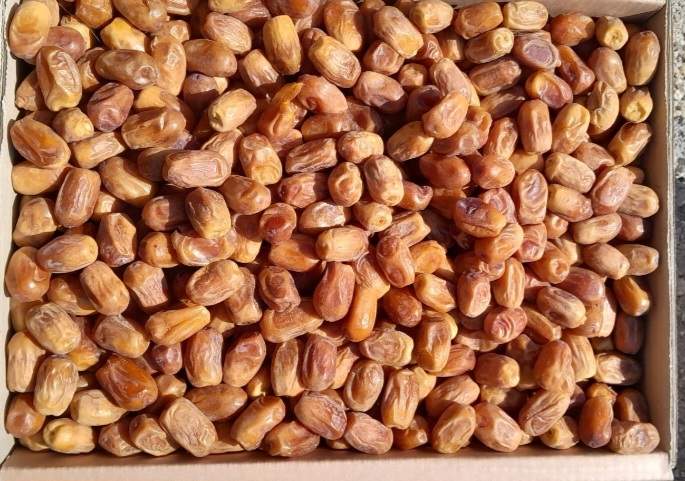 تصویر 3 از خرما زاهدی خارک با کیفیت برتر و طعم بی نظیر