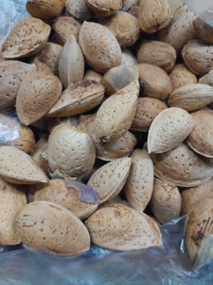 تصویر 2 از بادام درختی تازه درشت با پوست ارسال عمده