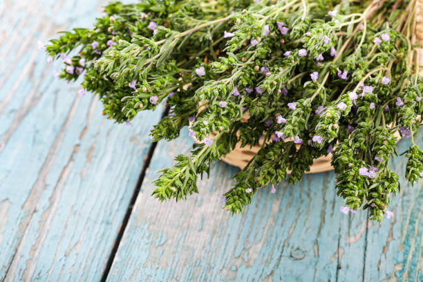 تصویر 1 از آویشن باغی کوهی با عطر طبیعی و خواص درمانی بی‌ نظیر