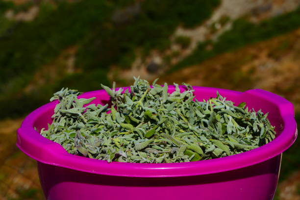 تصویر 5 از آویشن باغی کوهی با عطر طبیعی و خواص درمانی بی‌ نظیر