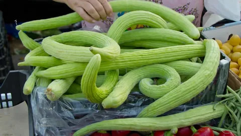 خیار چنبر