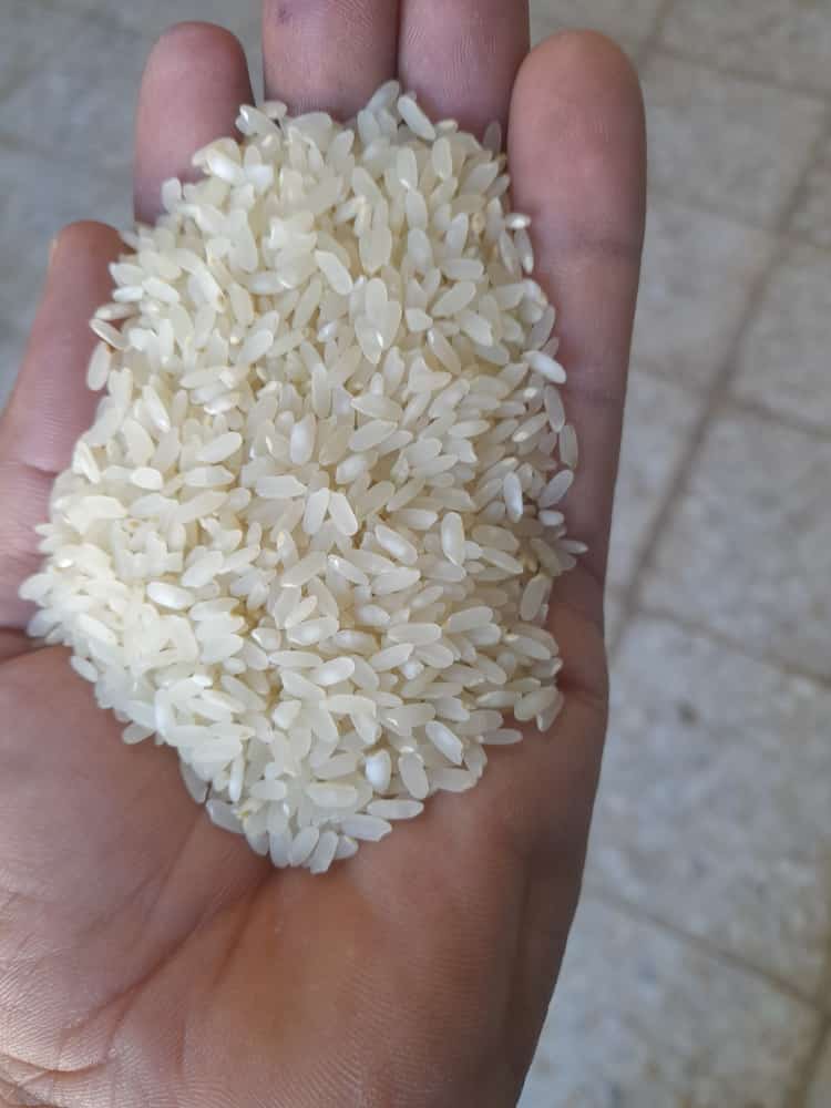 برنج کامفیروزی به شرط و کف قیمت