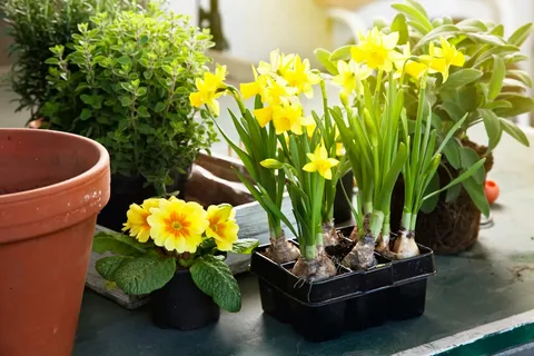 گلدان پلاستیکی مستطیلی ارزان مناسب گل‌ های زینتی تراس