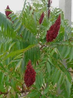 تصویر 2 از سماق خوشه قرمز با دانه ‌های درشت