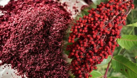 فروش سماق خوشه ای