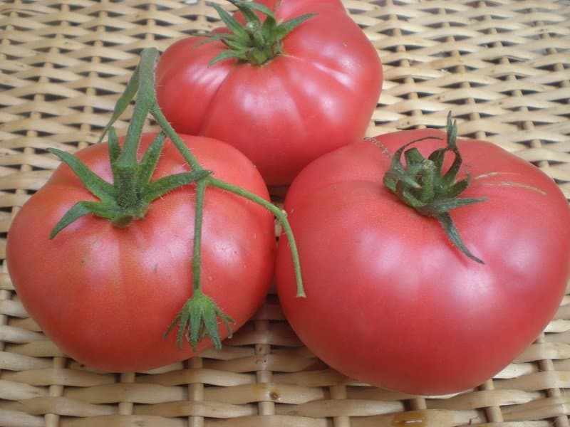 گوجه فرنگی قرمز تازه آبدار کیفیت عالی گلخانه ای