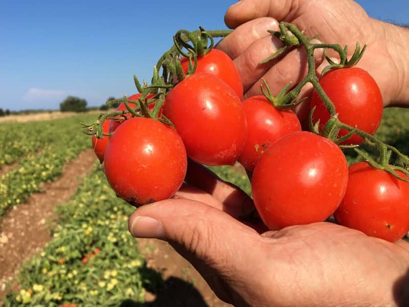 تصویر 3 از گوجه فرنگی قرمز عمده تازه برداشت مستقیم گلخانه شمالی