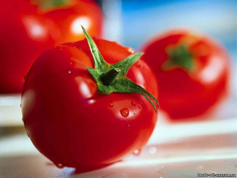 تصویر 1 از گوجه فرنگی قرمز امروز برداشت زود هنگام مزارع مرکزی