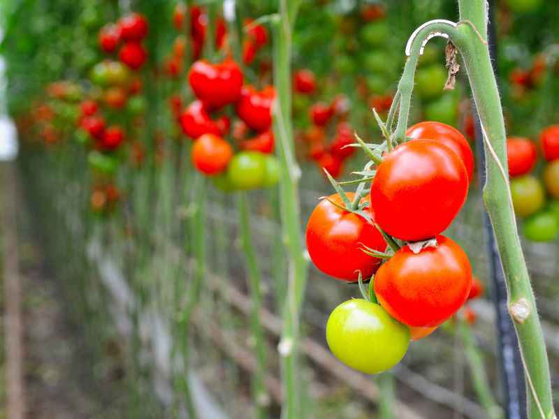 تصویر 4 از گوجه فرنگی ارگانیک قرمز رنگ طبیعی برداشت مستقیم مزرعه