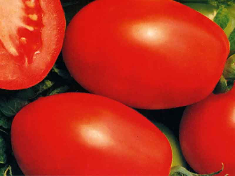 تصویر 5 از گوجه فرنگی ارگانیک قرمز ریز شیرین برداشت روزانه گلخانه ای