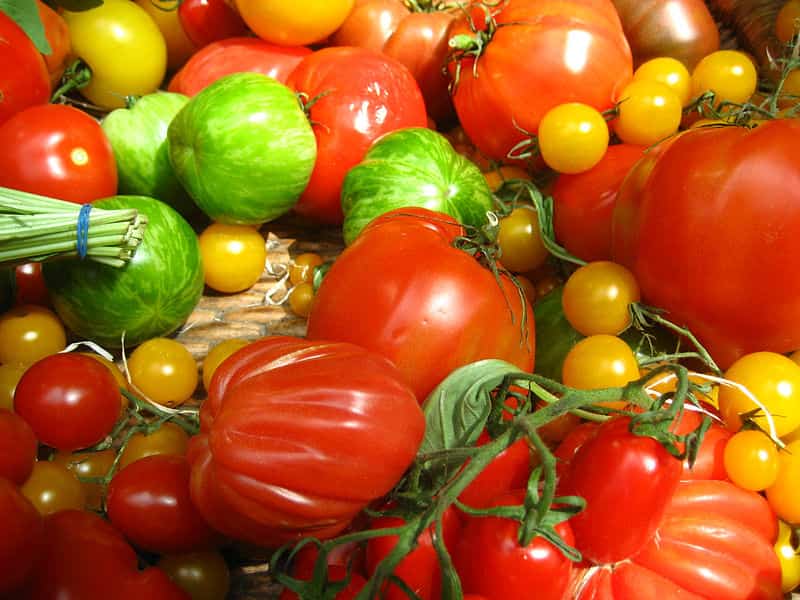 تصویر 1 از گوجه فرنگی ارگانیک قرمز درشت طبیعی ویژه آشپزی خانگی