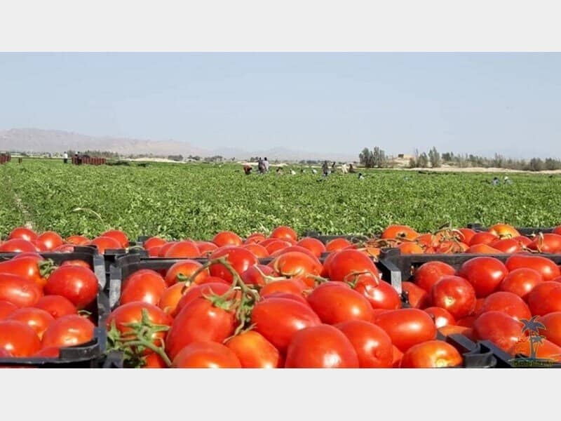 تصویر 4 از گوجه فرنگی محلی قرمز رنگ طبیعی برداشت مستقیم مزرعه