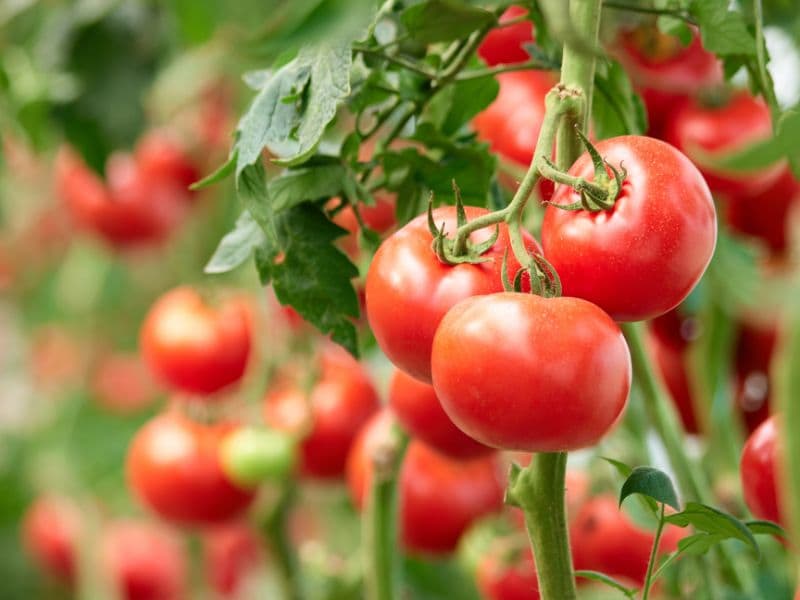 تصویر 5 از گوجه فرنگی محلی قرمز رنگ طبیعی برداشت مستقیم مزرعه