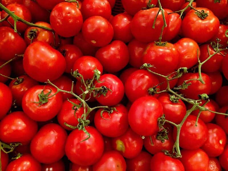 تصویر 3 از گوجه فرنگی محلی قرمز درشت گوشتی برای رب خانگی