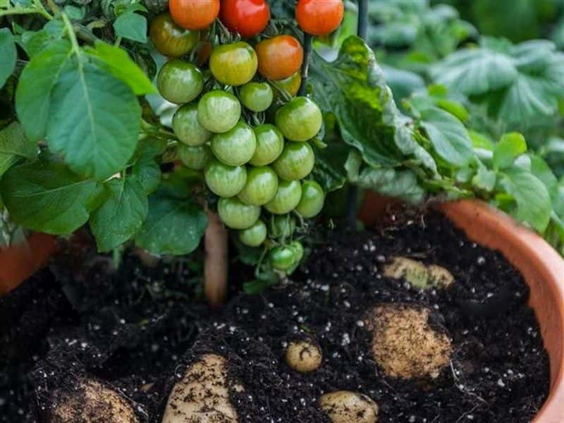 تصویر 4 از گوجه فرنگی محلی قرمز تازه آبدار طبیعی برداشت روز شمال