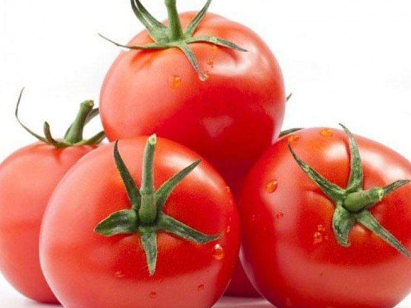 تصویر 5 از گوجه فرنگی محلی قرمز عمده مزرعه ای تازه برداشت