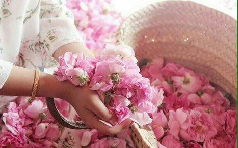تصویر 4 از گلاب تازه طبیعی و خوش‌ عطر نیاسر