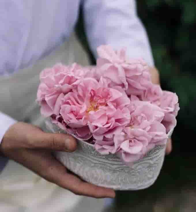 گلاب میمند درجه یک و تازه