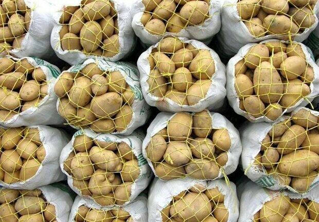 خرید و قیمت سیب زمینی جیرفت + فروش عمده مخصوص کارخانه خلال و چیپس و نشاسته